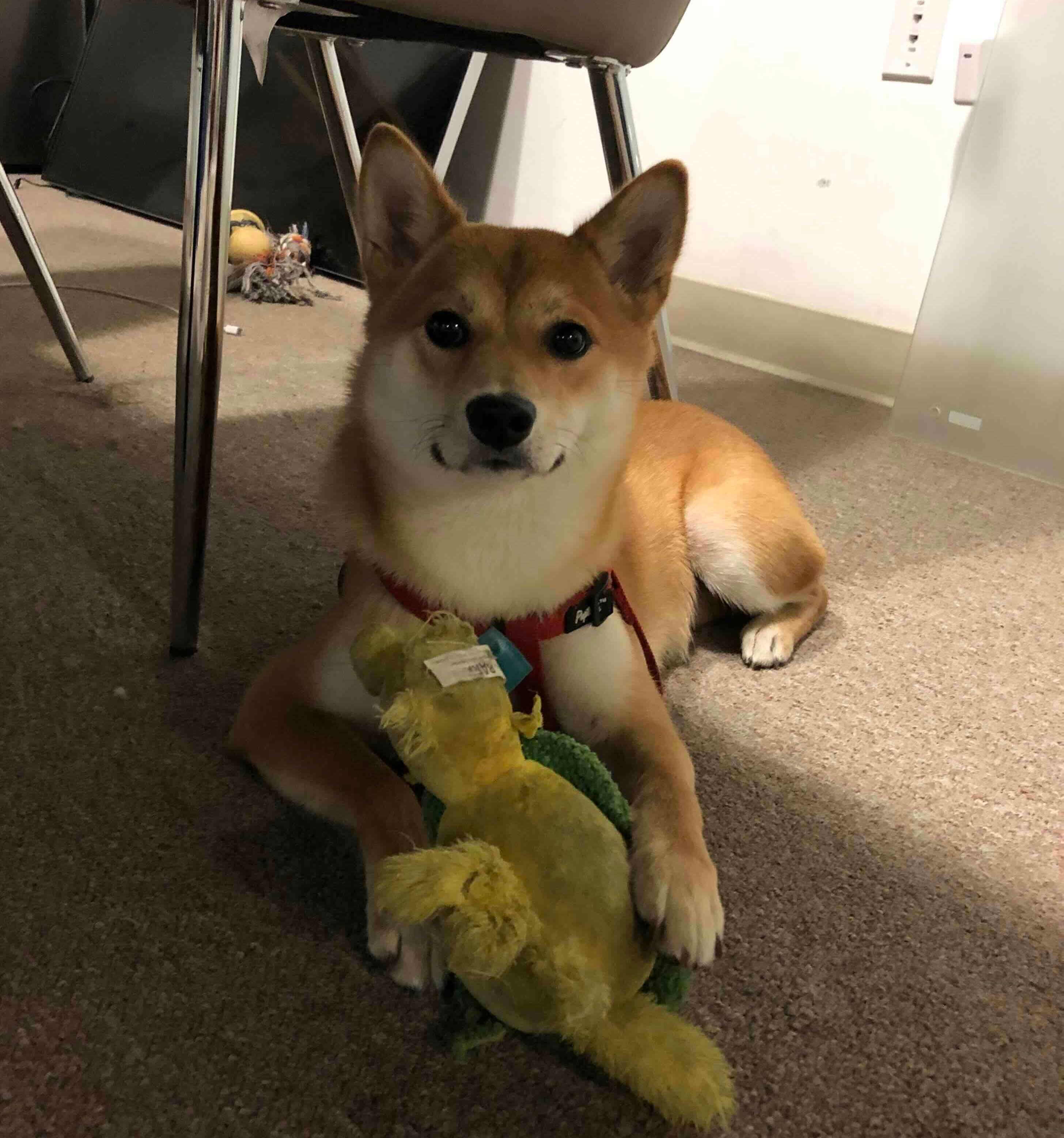 Shiba Inu watching birds through the window