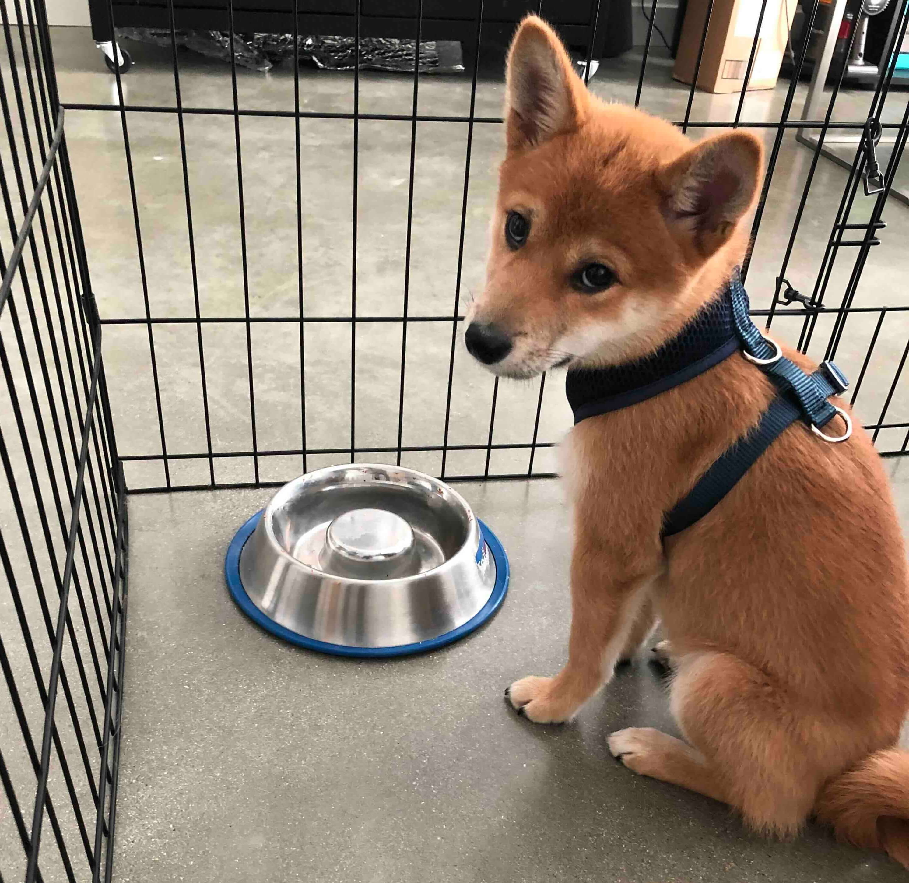 Shiba Inu eating from a food bowl