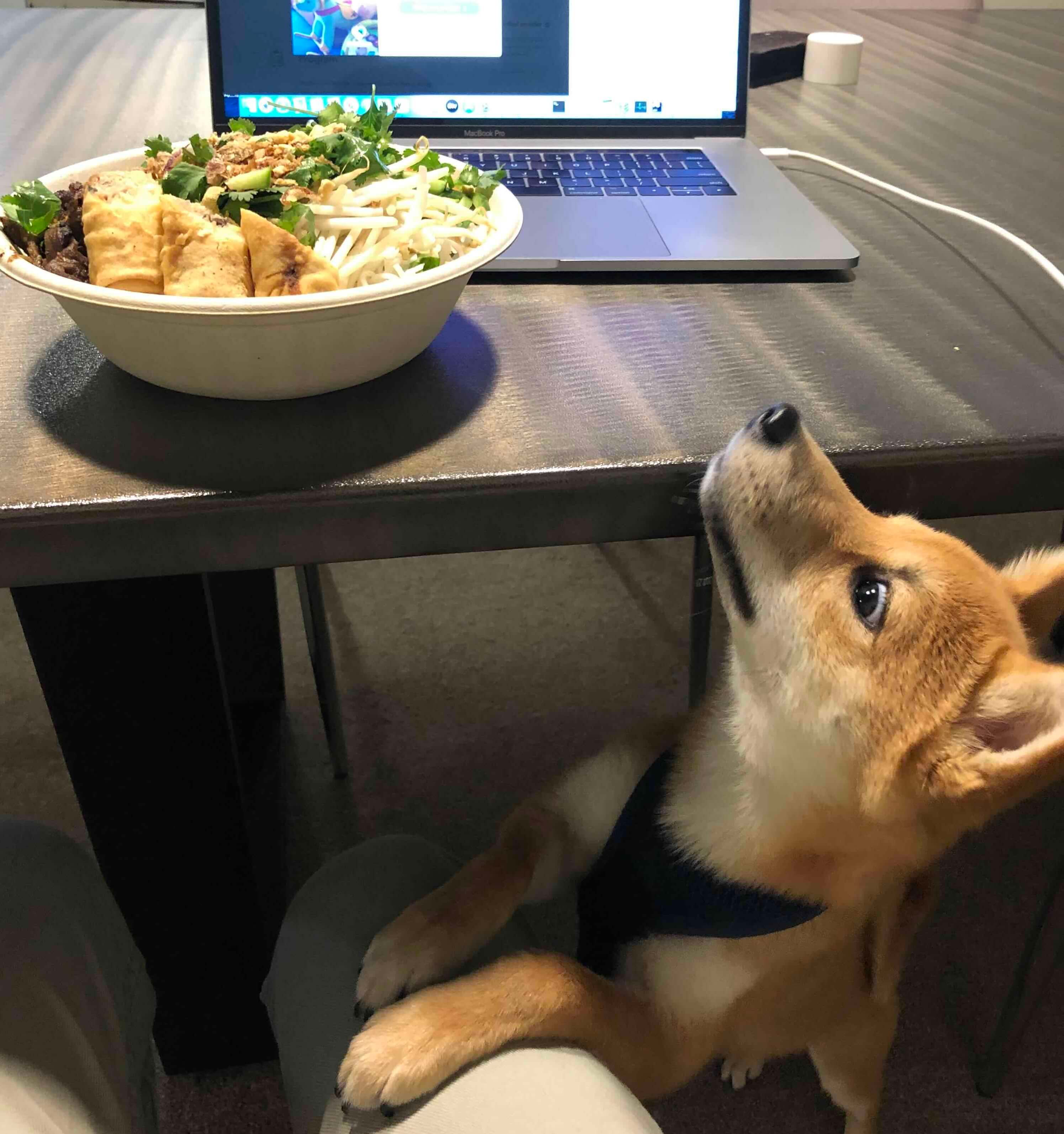 Shiba Inu posing in front of Chipotle