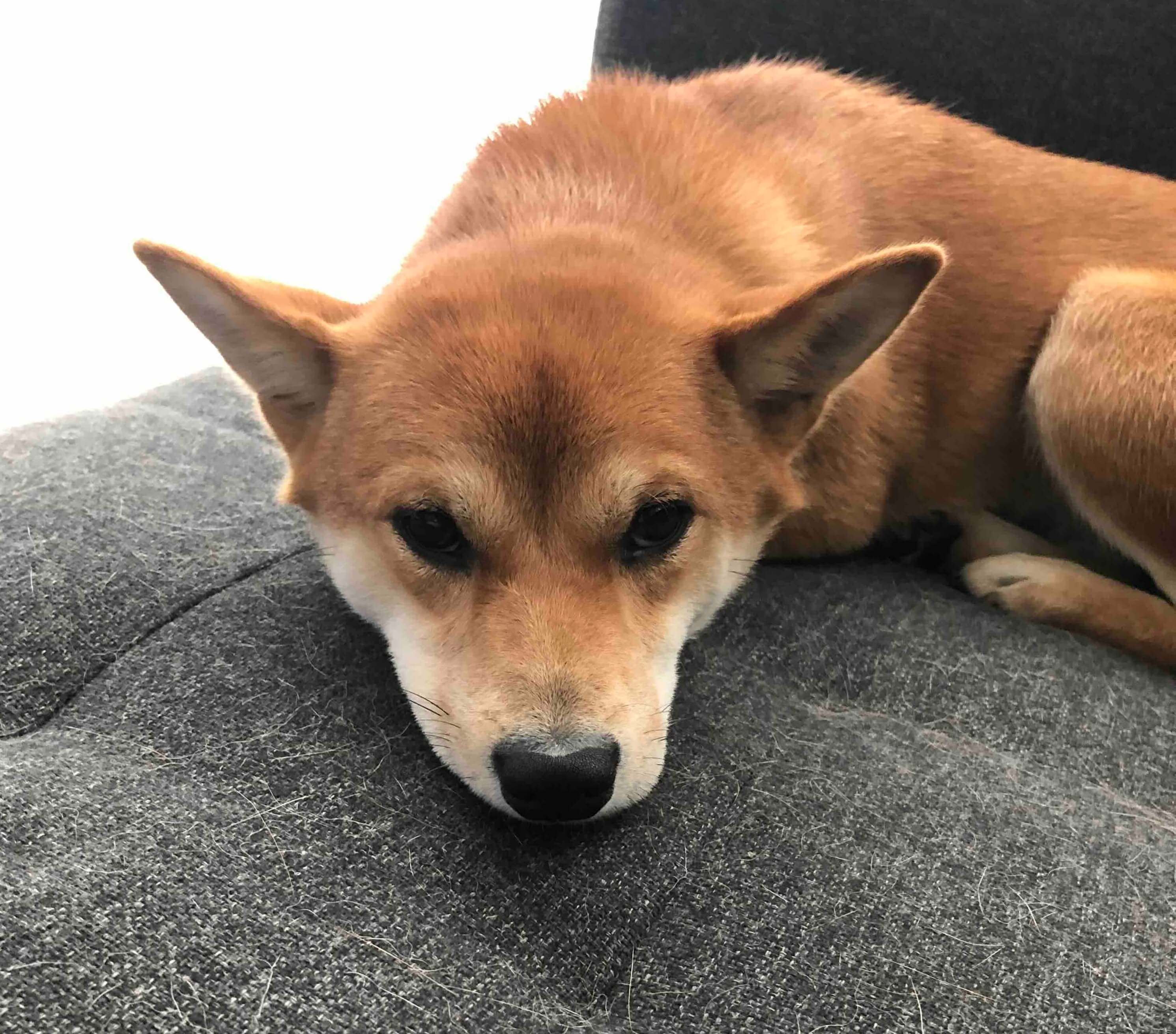 Shiba Inu giving a judgmental look