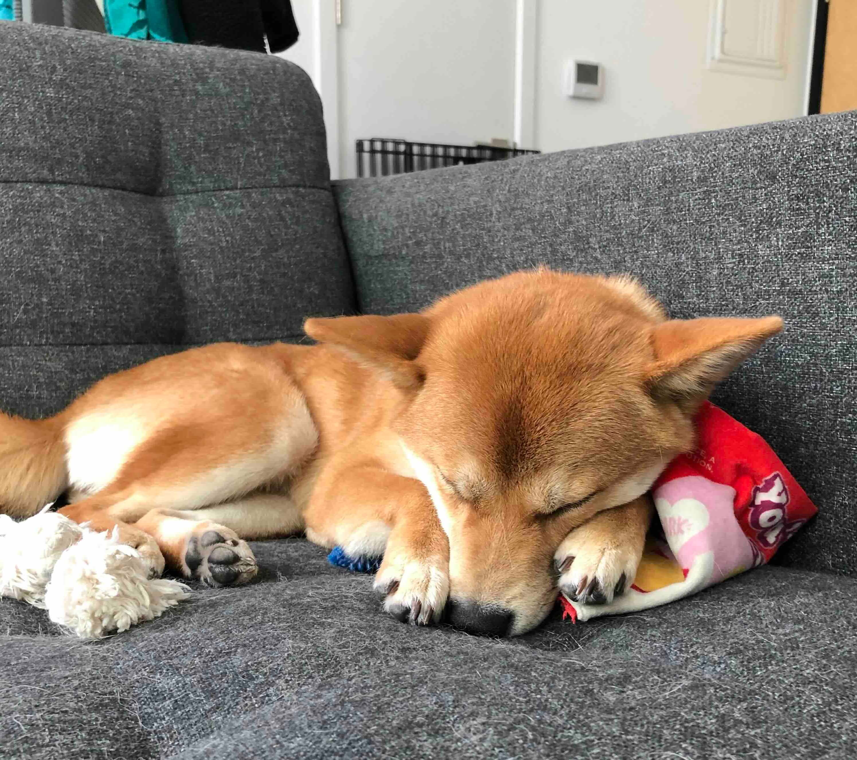 Shiba Inu taking a nap