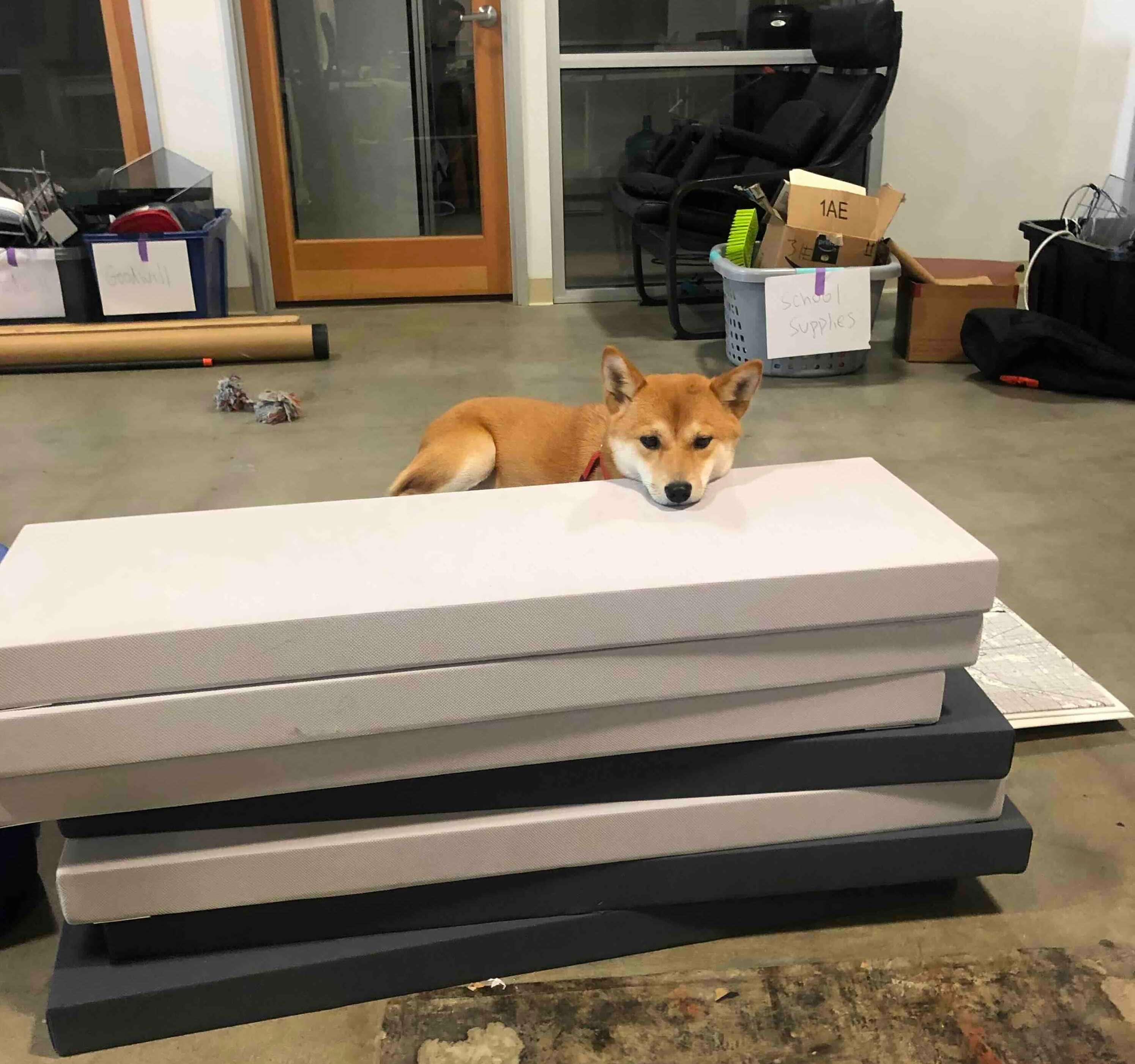 Shiba Inu working at the office desk