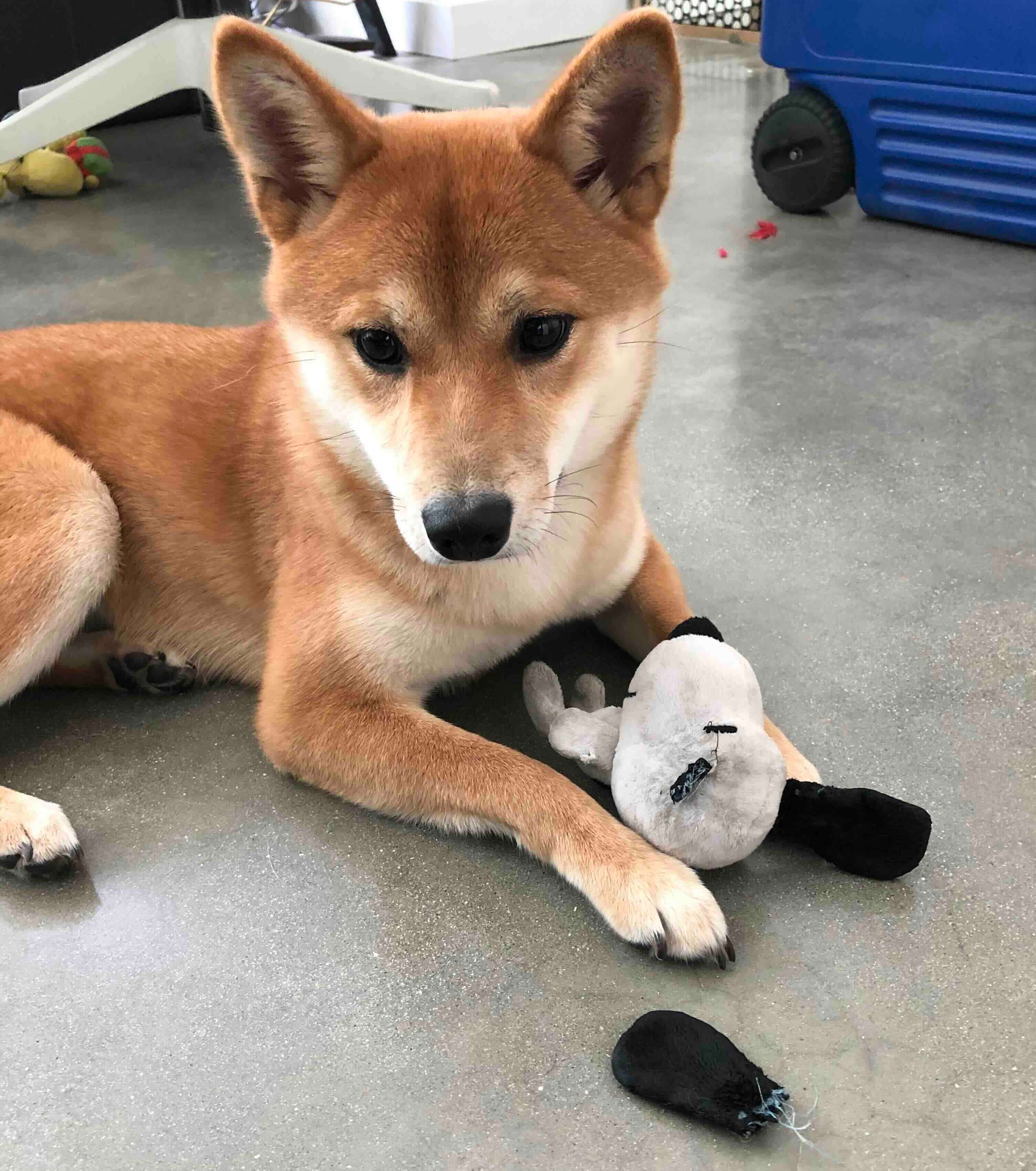 Shiba Inu dressed as Snoopy character