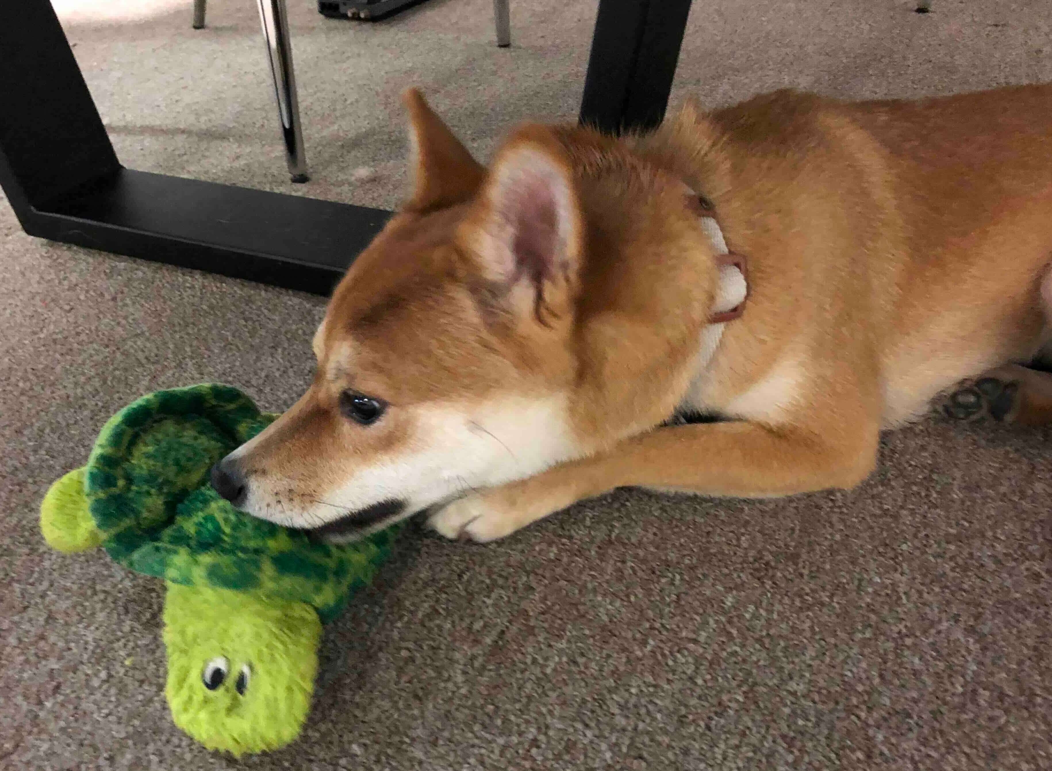 Shiba Inu meeting a turtle friend